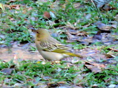 Ploceus cucullatus nigriceps