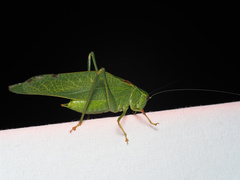 Microcentrum californicum