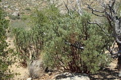 Arctostaphylos viscida viscida