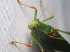 Microcentrum californicum