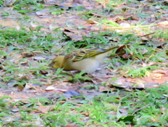 Ploceus cucullatus nigriceps
