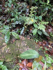 Eltroplectris