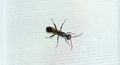 Chalybion zimmermanni