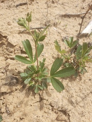 Sibbaldiopsis tridentata