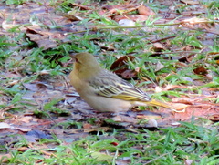 Ploceus cucullatus nigriceps