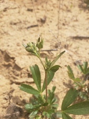 Sibbaldiopsis tridentata