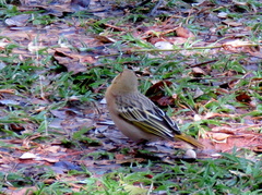 Ploceus cucullatus nigriceps