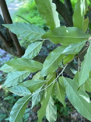 Elaeagnus umbellata