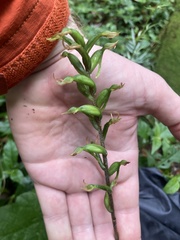 Eltroplectris