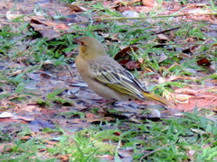 Ploceus cucullatus nigriceps