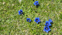 Gentiana clusii