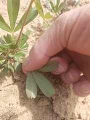 Sibbaldiopsis tridentata