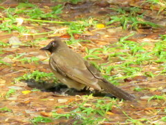 Pycnonotus barbatus tricolor