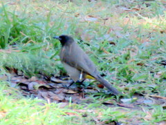 Pycnonotus barbatus tricolor
