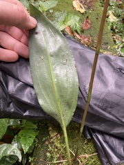 Eltroplectris