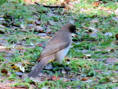 Pycnonotus barbatus tricolor