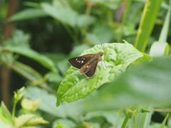 Caltoris cahira austeni