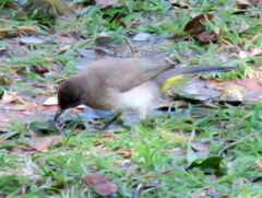Pycnonotus barbatus tricolor