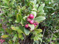 Gaultheria insana