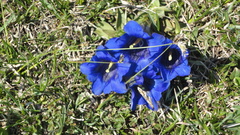 Gentiana clusii
