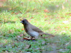 Pycnonotus barbatus tricolor