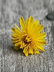 Crepis tectorum