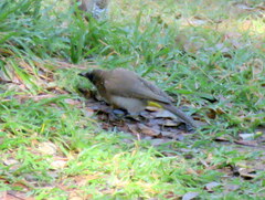Pycnonotus barbatus tricolor
