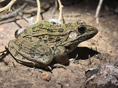 Lithobates blairi