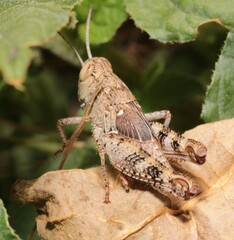 Calliptamus italicus