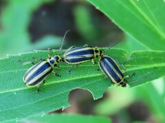Trirhabda canadensis