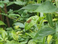 Caltoris cahira austeni