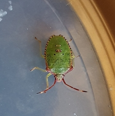 Acanthosoma haemorrhoidale