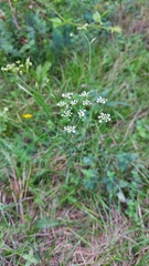 Pimpinella major