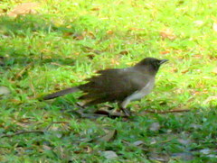 Pycnonotus barbatus tricolor