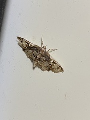 Omphisa