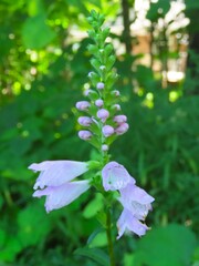 Physostegia