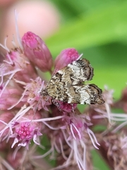 Choreutis diana