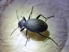 Carabus coriaceus