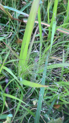 Panicum capillare