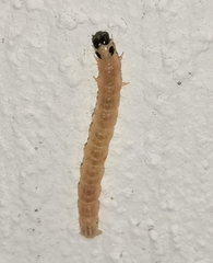 Argyresthia goedartella