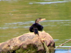 Microcarbo africanus africanus