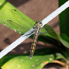 Orthetrum cancellatum