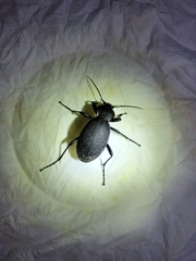 Carabus coriaceus