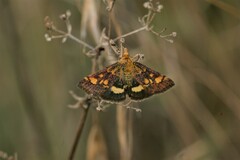Pyrausta aurata