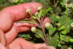 Lippia dulcis