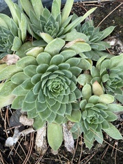 Heliotropium curassavicum