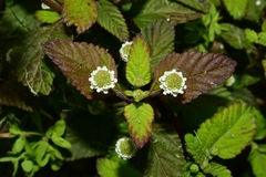 Lippia dulcis