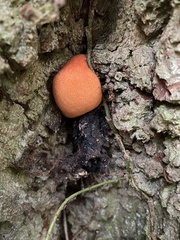 Fistulina hepatica