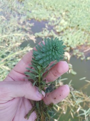 Myriophyllum aquaticum
