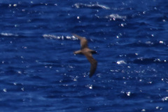 Calonectris diomedea